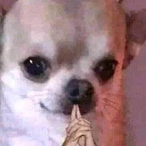 Meet your Posher, Ashlyn